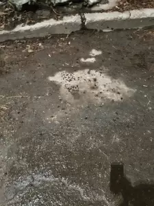 Фотография ЭкоГрад 0